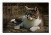 Katze