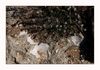 Muscheln verewigt im fels
