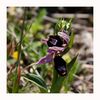 Wilde Orchidee (vermutlich eine "Bertolonis Ragwurz")