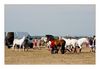 Camarguepferde