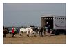 Camarguepferde beim Verladen