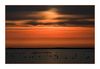 Flamingos bei Salin-de-Giraud im Sonnenuntergang