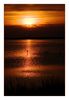 Flamingos bei Salin-de-Giraud im Sonnenuntergang