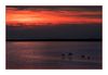 Flamingos bei Salin-de-Giraud im Sonnenuntergang
