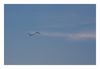 Flamingos im Flug