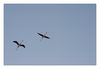 Flamingos im Flug