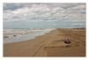 Strandgut toter Delphin. Die andere Seite der Natur ........