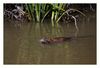 Biberratte, auch Bisam genannt schwimmend in einem Kanal der Camargue 