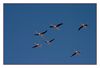 Flamingos im Naturschutzgebiet des L'étang de Vaccarrès 