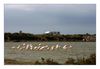 Flamingos