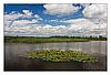 Federsee