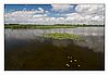Federsee