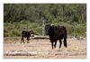 Camargue-Stiere an der kleinen Rhone