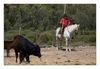 Camargue-Stiere und ein Gardian an der kleinen Rhone