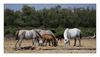 Camargue-Pferde und Camargue-Stiere an der kleinen Rhone