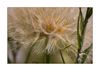 grosse Pusteblume (Inula britannica, Wiesen-Alant, Meadow Fleabane, Yellowhead, Samen, seed), stes Maries de la Mer