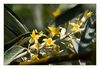 Elaeagnus angustifolia (Schmalblättrige Ölweide, Narrow-Leaved Oleaster, Russian Olive) Naturschutzgebiet bei Saintes Maries de la Mer