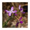 Hesperis laciniata, Schlitzblättrige Nachtviole, Cut-Leaved Dame's Violet (Küste Südfrankreich)