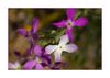 Hesperis laciniata, Schlitzblättrige Nachtviole, Cut-Leaved Dame's Violet (Küste Südfrankreich)