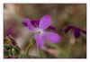 Hesperis laciniata, Schlitzblättrige Nachtviole, Cut-Leaved Dame's Violet (Küste Südfrankreich)