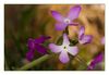 Hesperis laciniata, Schlitzblättrige Nachtviole, Cut-Leaved Dame's Violet (Küste Südfrankreich)