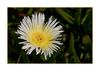 Delosperma, 'White Nugget' - Mittagsblume; Südfrankreich