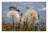 Tragopogon porrifolius (Roter Bocksbart- Salsify, Samenstand), Cap d'Agde, Südfrankreich