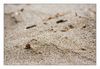 Marienkäfer am Strand von Narbonne- Plage