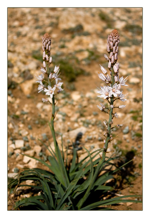 Weißer Affodill (Asphodelus albus)