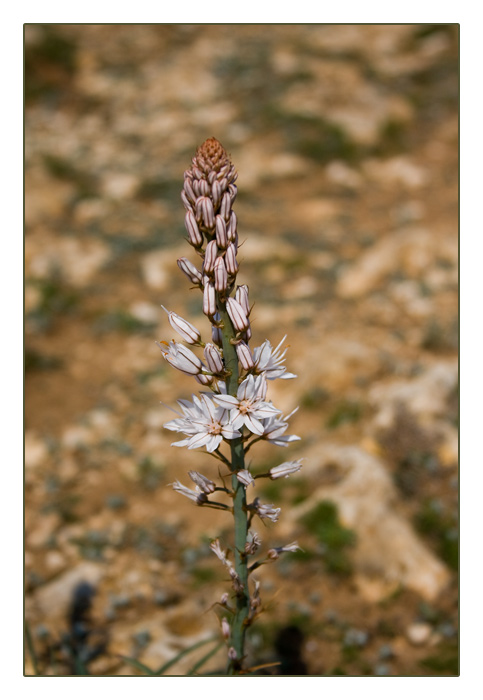 Weißer Affodill (Asphodelus albus)