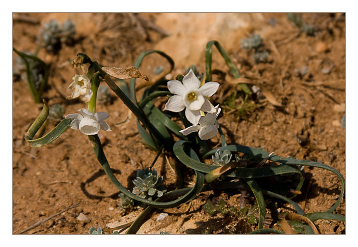 Weiße Narzisse (Narcissus poeticus)