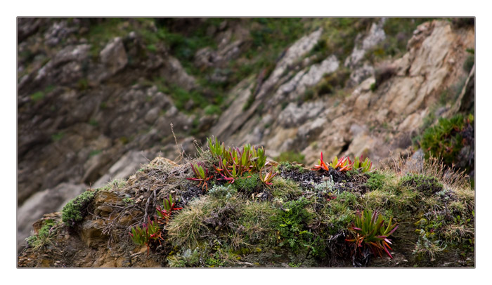 Delosperma (Mittagsblumen)