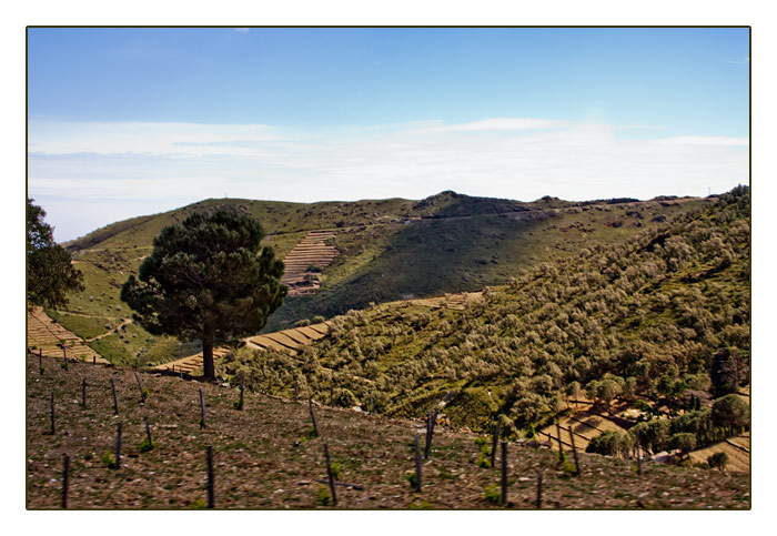 Collioure mit Weinbergen