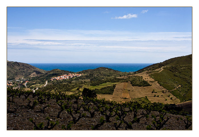 Collioure mit Weinbergen