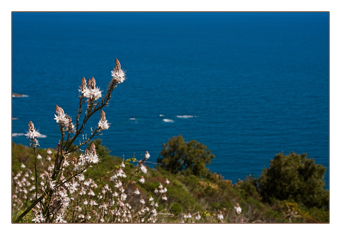 Weißer Affodill, entlang an der Küste Richtung Spanien