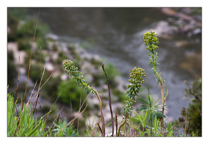 Blümchen an der Schlucht Gorges de l’Ardèche