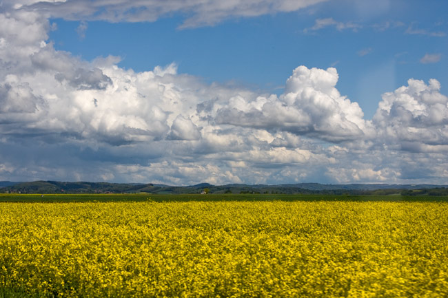 Rapsfeld, Frankreich