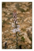 Weißer Affodill (Asphodelus albus), Cap Leucate