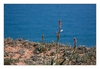 Weißer Affodill (Asphodelus albus), Cap Leucate