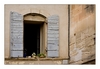 Fensterdekoration in Saint-Rémy-de-Provence