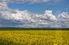 Rapsfeld irgendwo in Frankreich Richtung Heimat