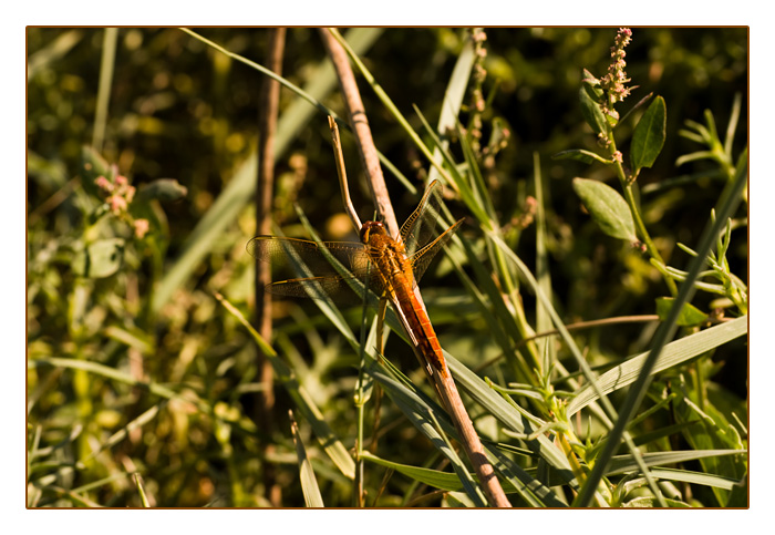 Libelle