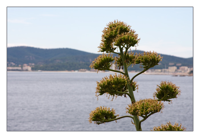 Blüte der Agave