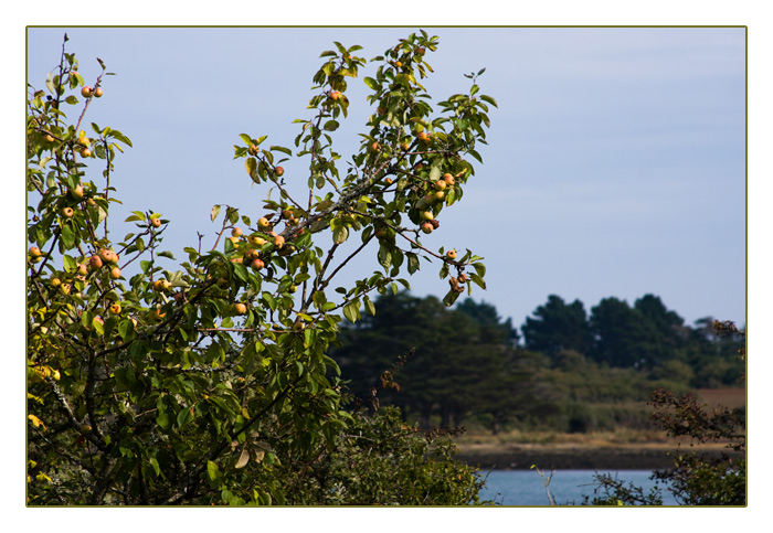 wilde Äpfel, Port Navalo, Arzon, Halbinsel Rhuys