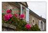 Haus mit Rosen am Chemin du Rohu, Port Navalo, Arzon, Halbinsel Rhuys, Morbihan, Bretagne