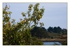 wilde Äpfel, Port Navalo, Arzon, Halbinsel Rhuys, Morbihan, Bretagne