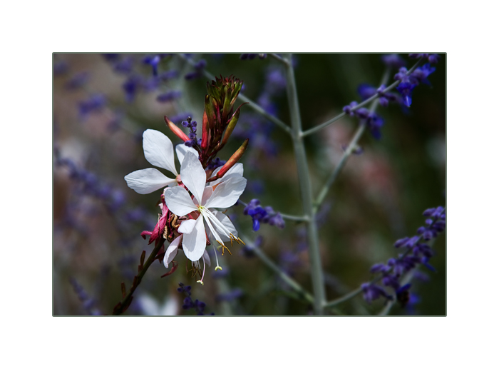 Prachtkerze, Präriekerze Gaura lindheimeri Blauraute mit Perovskia abrotano