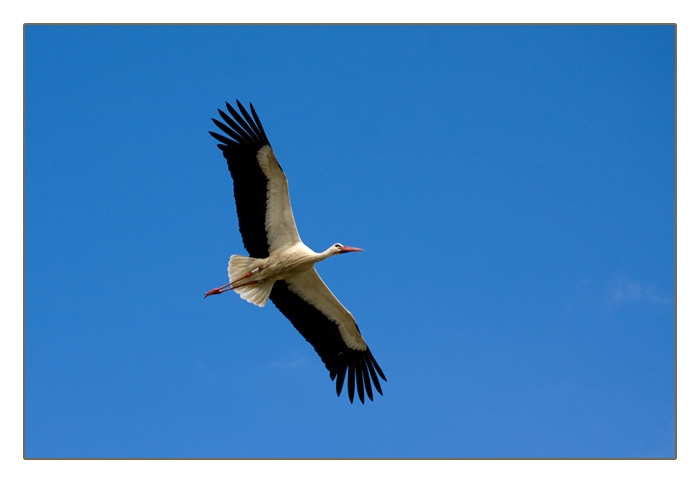 da fliegt er dahin, der Storch