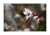 Prachtkerze, Präriekerze Gaura lindheimeri