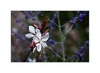 Prachtkerze, Präriekerze Gaura lindheimeri Blauraute mit Perovskia abrotanoides